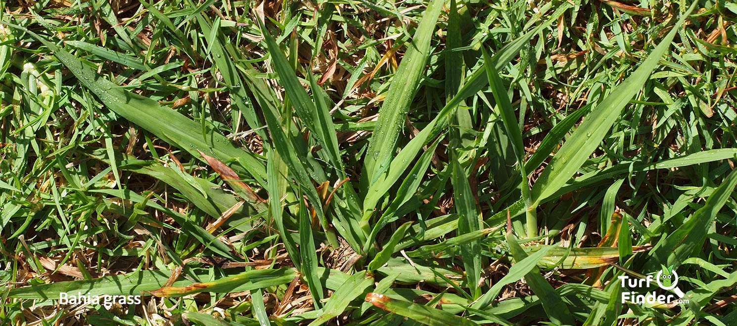 Weed Of The Month: Bahiagrass Home Garden Information